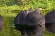JungleBunch Hippo