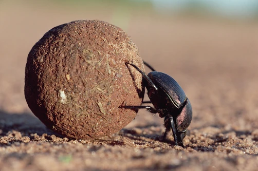 Dung Beetle | The Jungle Bunch Wiki | Fandom