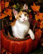 Calico Fall Kitty Cat