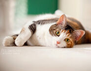 Calico-cat 4155150