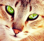 Cat with Grreen eyes