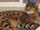 Savannah Cats Gallery