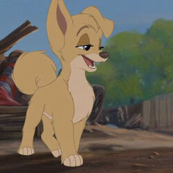 Lady and the tramp lady breed clearance