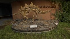 Stegosaurus display