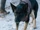 HBO S1E6 Dog 2.png