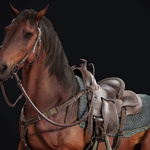 Shimmer the horse sale