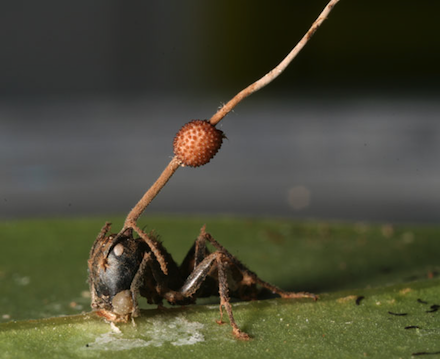 The Last of Us: Fungo Cordyceps é real e existe no Brasil