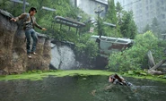 Jesse jumps into a pond.
