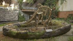 Brachiosaurus display