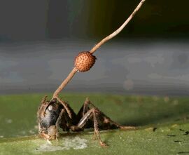 Ant