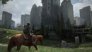 Ellie riding a horse (Shimmer) in Seattle.