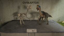 Oviraptor display