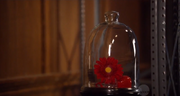 Kirby Goulding's Flower