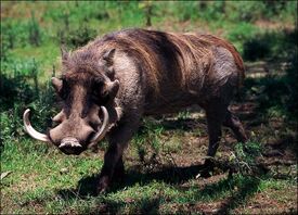 Warthog