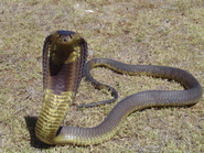 Egyptian cobra