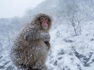 Snow monkey