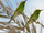 Bee-eater/Gallery