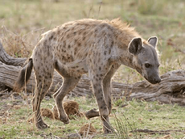 A spotted hyena at Kruger National Park