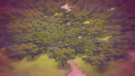 Acacia Woods
