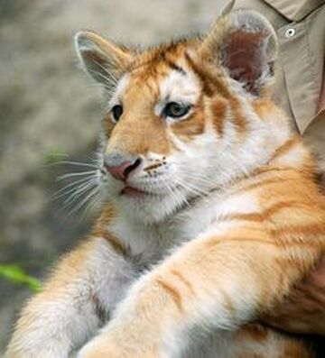 Golden tiger - Wikipedia