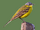 Yellow Wagtail/Gallery