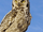 Owl/Gallery