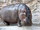 Hippopotamus/Gallery