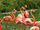 Flamingo/Gallery
