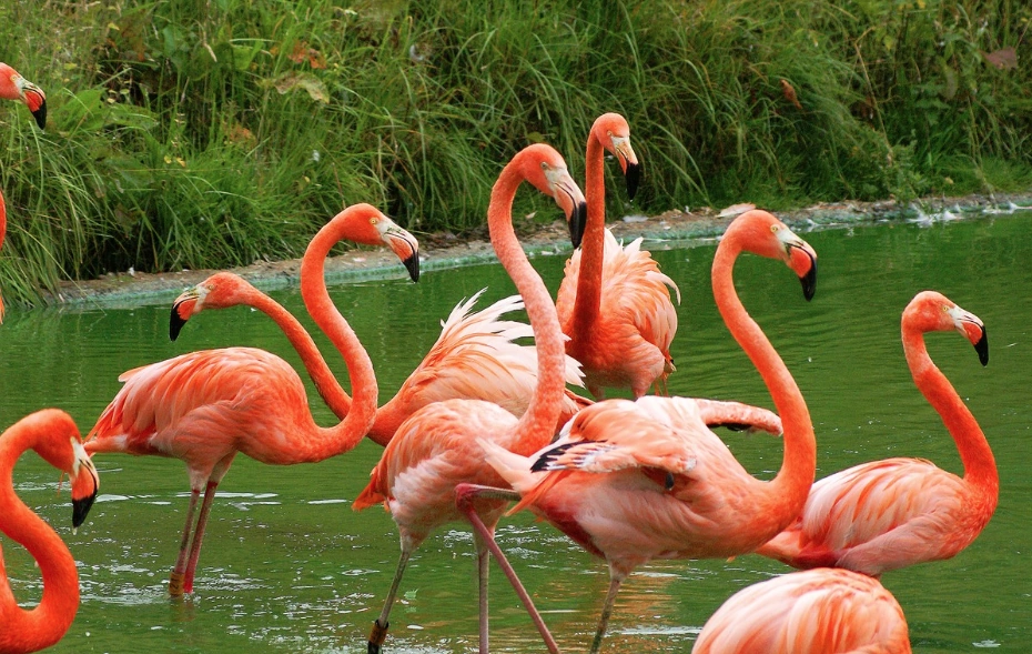 Flamingo/Gallery | The Lion King Fanon Wiki | Fandom