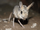 Jerboa/Gallery