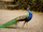 Peafowl/Gallery