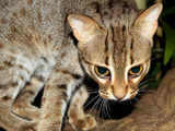 Rusty-Spotted Cat/Gallery