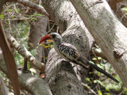 Red-billed Hornbill