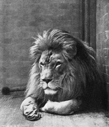 Sultan, a barbary lion held in the Bronx Zoo, circa 1897