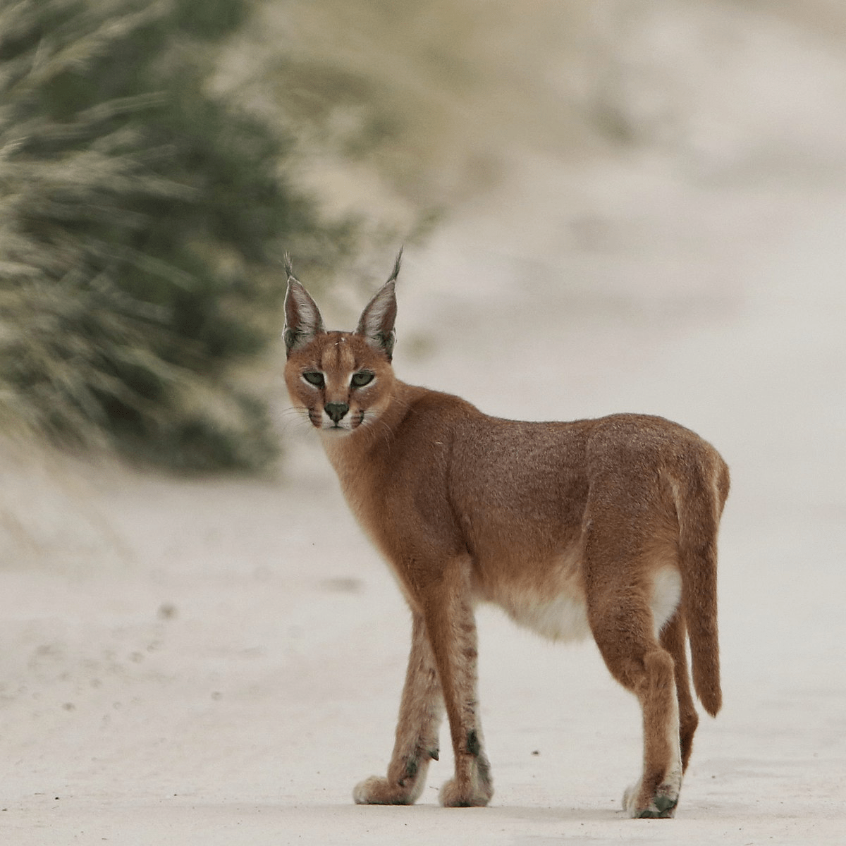 The caracal in ambush attitude on a rock (A), on the upper right side