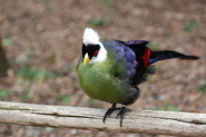 Turaco