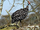 Guineafowl/Gallery