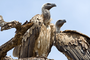 White-backed vulture