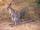 Wallaby/Gallery