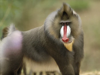 Mandrill
