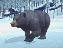 Bear 2