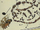 Minor characters/Animals/Invertebrates
