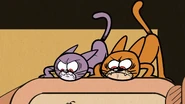 The cats growl at Luna…