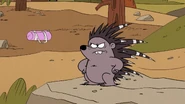 The porcupine is not amused.