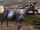 400px-Goat.png