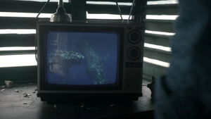 Whales