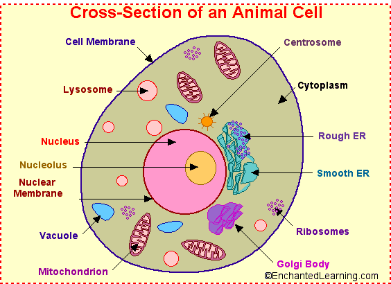 Cross section of an animal cell