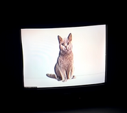 The Intruder showing an image of a cat to toy with Adam