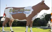 Orsoon cow.jpg