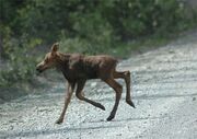 Baby-moose-running